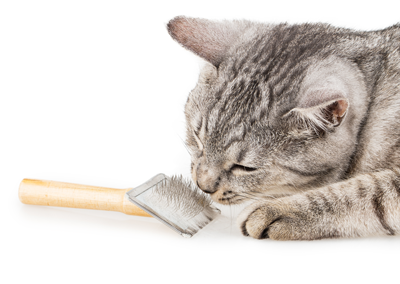 Toilettage Chat A Victoriaville Animadou