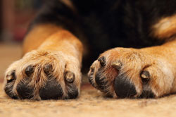 Griffe coupée trop courte qui saigne